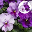 Bild von Viola P9 Grootbloemig Lavender shades